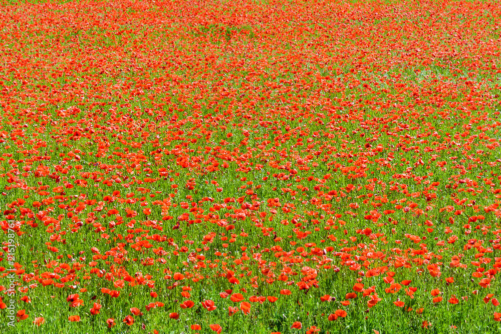 A field of poppies in full bloom under a bright sunshine.