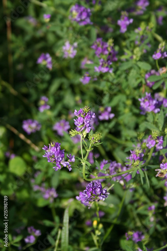 Beautiful purple alfalfa flower in the field. Medicago sativa cultivation in bloom in summer