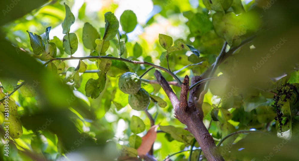 guava on the tree