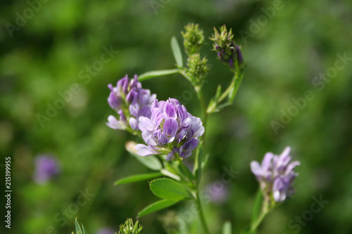 Beautiful purple alfalfa flower in the field. Medicago sativa cultivation in bloom in summer © saratm