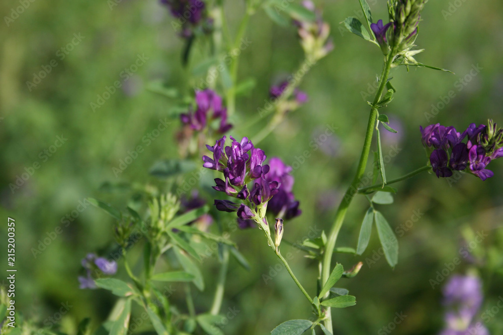 Beautiful purple alfalfa flower in the field. Medicago sativa cultivation in bloom in summer Beautiful purple alfalfa flower in the field. Medicago sativa cultivation in bloom in summer