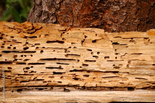 löcher vom holzwurm photo