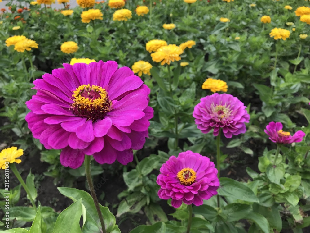flower nature yellow garden orange plant green bloom red flora summer flower nature yellow garden orange plant green bloom red flora summer