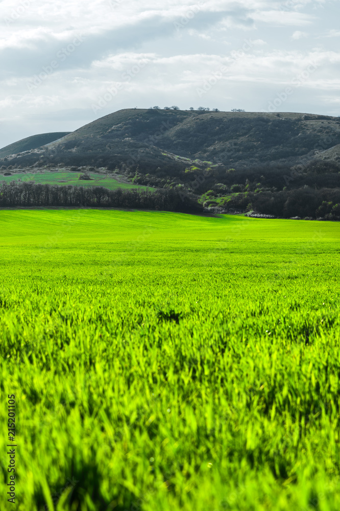 Image of a landscape of a green grass or wheat field and a blue sky with patterns from the clouds. The concept of serenity of ecology and spring