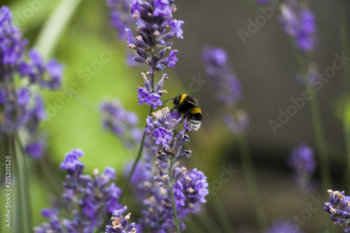Bumblebee on lavender. © Struzhkova Ilona