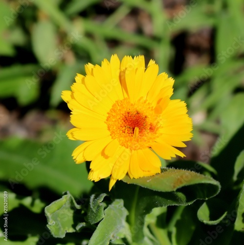 Bright Yellow Calendula in Full Sunlight, Blossom, Close-up