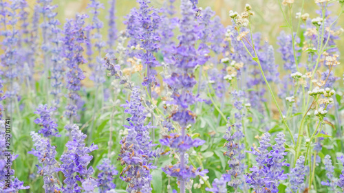 blue salvia (blue sage) flower. Beautiful violet flowers on the meadow with grass © asiandelight