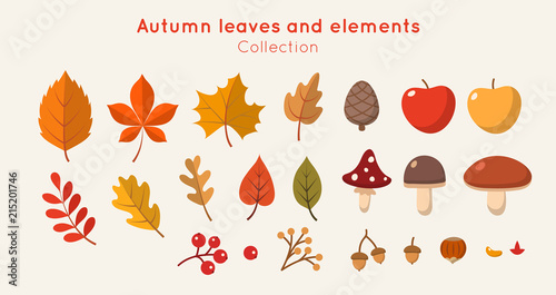 Autumn leaves and elements collection in flat style. Different leaves, mushrooms, nuts, berries. Vector illustration design template 