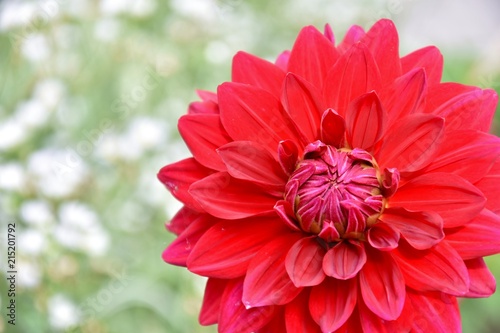 Fototapeta Naklejka Na Ścianę i Meble -  dahlias