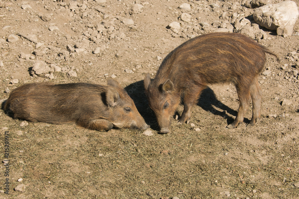 Cuccioli di cinghiali giocano nella natura selvaggia Cuccioli di cinghiali giocano nella natura selvaggia