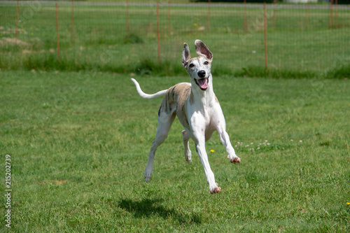 ジャンプして走る犬