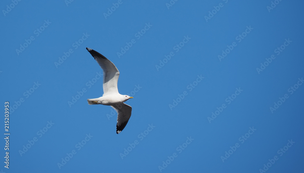 flight of seagulls against the sky flight of seagulls against the sky