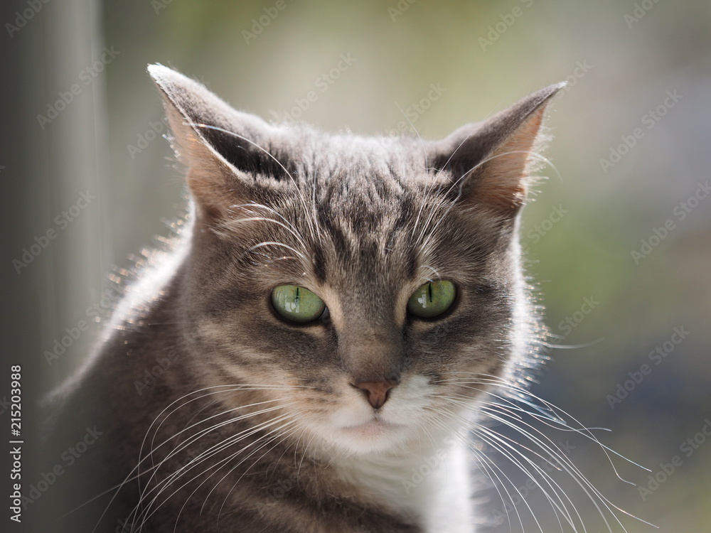 gray cat on the balcony