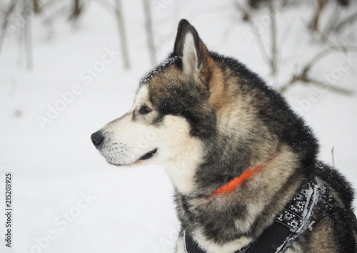 hussy dog in the snow