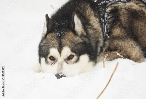 hussy dog in the snow