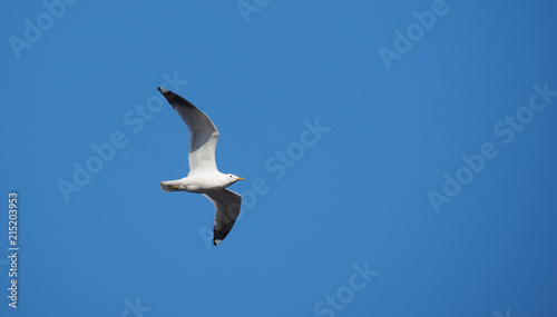 flight of seagulls against the sky