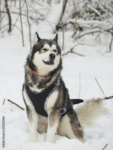 hussy dog in the snow