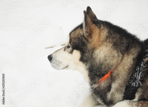 hussy dog in the snow