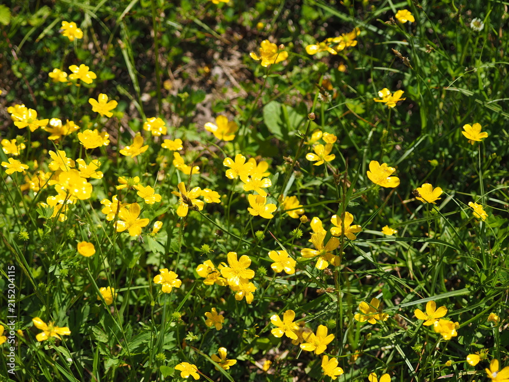 flower buttercup on the clearing