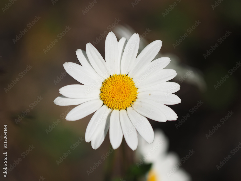 Fototapeta premium chamomile flower on glade