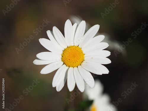 chamomile flower on glade