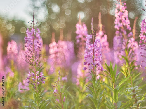 flower blossoms at sunset in the forest