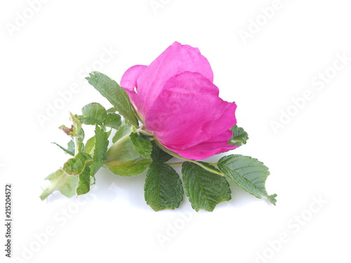 flower rosehip on white background