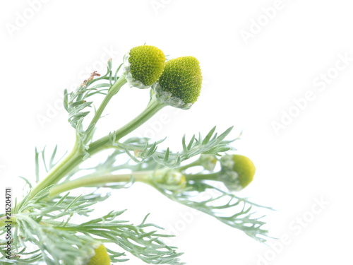 chamomile medicine on a white background