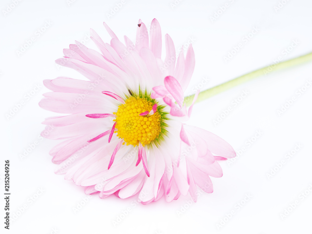 aster flowers on a white background