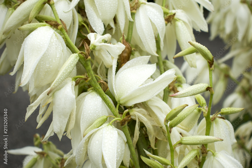 Fototapeta premium Blooming white yucca filamentosa flowers with raindrops