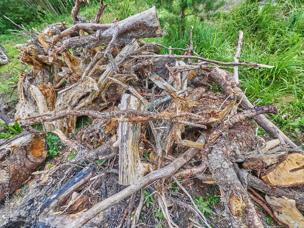 roots in the forest