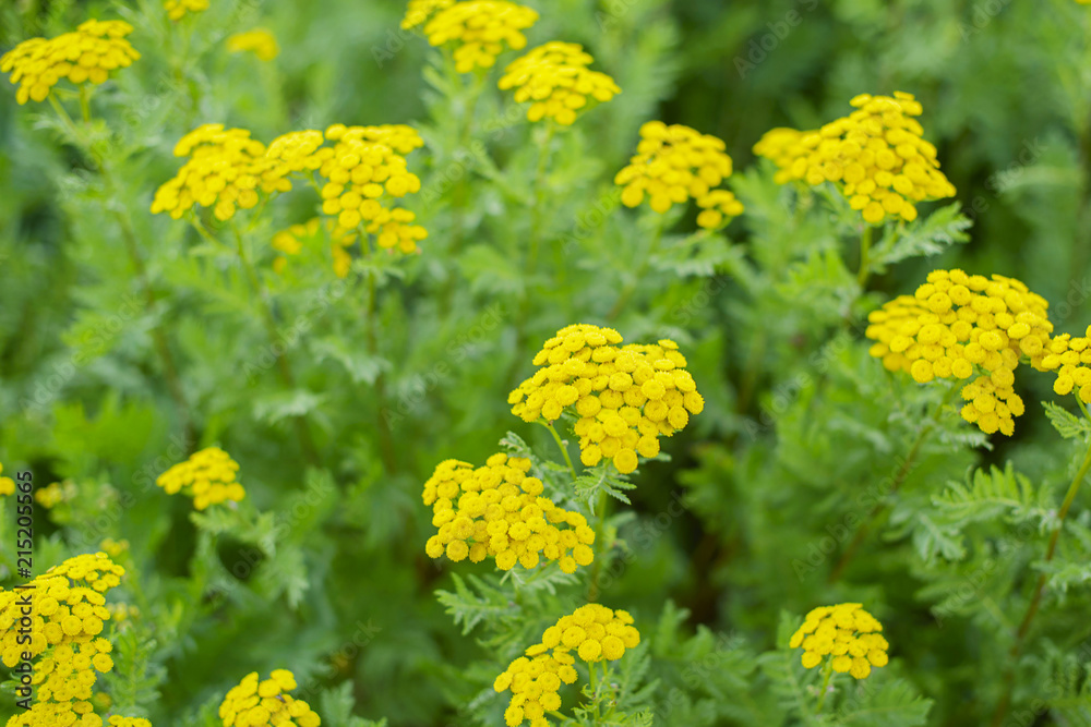 Obraz premium blooming tansy. medicinal herb. 