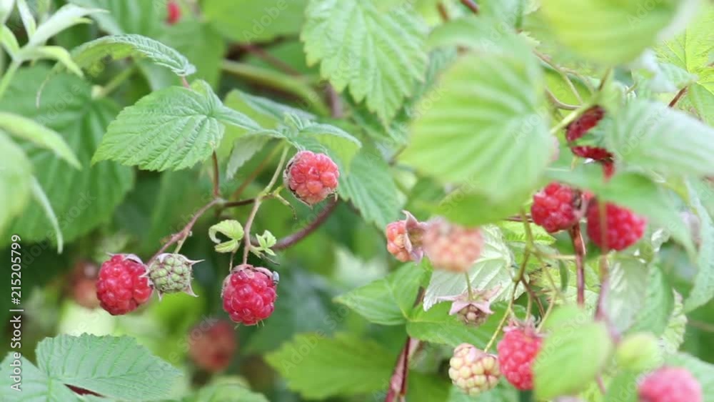 video with ripe raspberry in garden video with ripe raspberry in garden