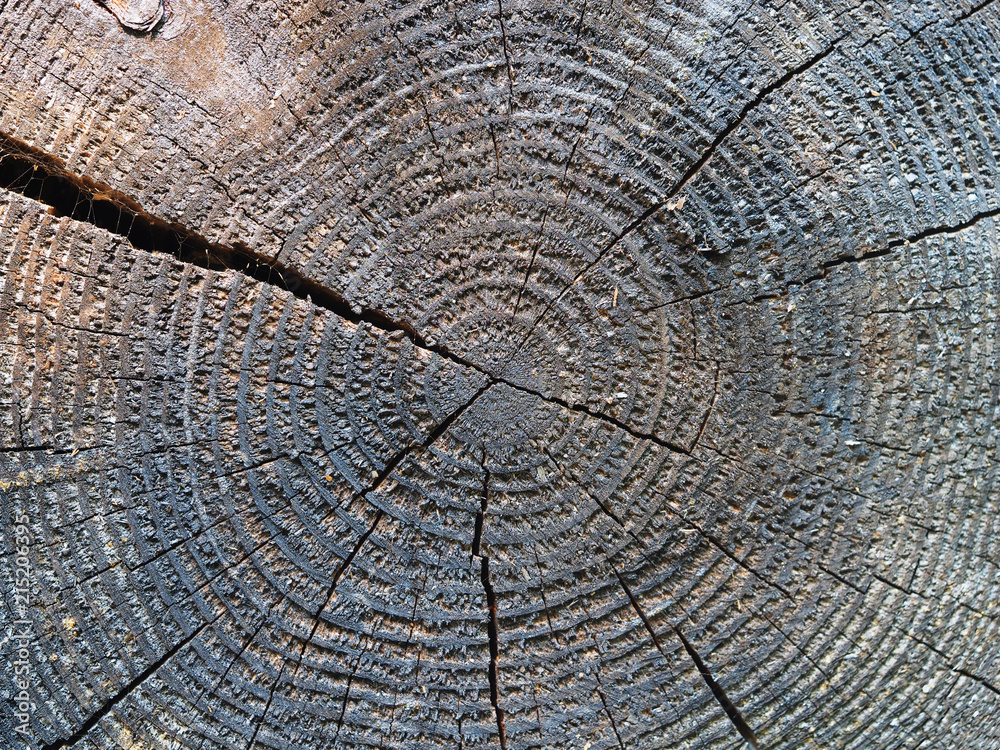 Fototapeta premium sawed the tree. background