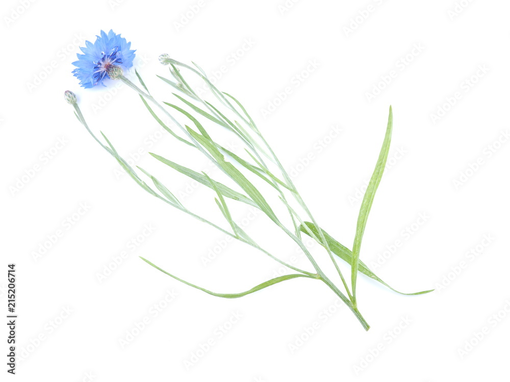 Fototapeta premium blue flower cornflower on white background