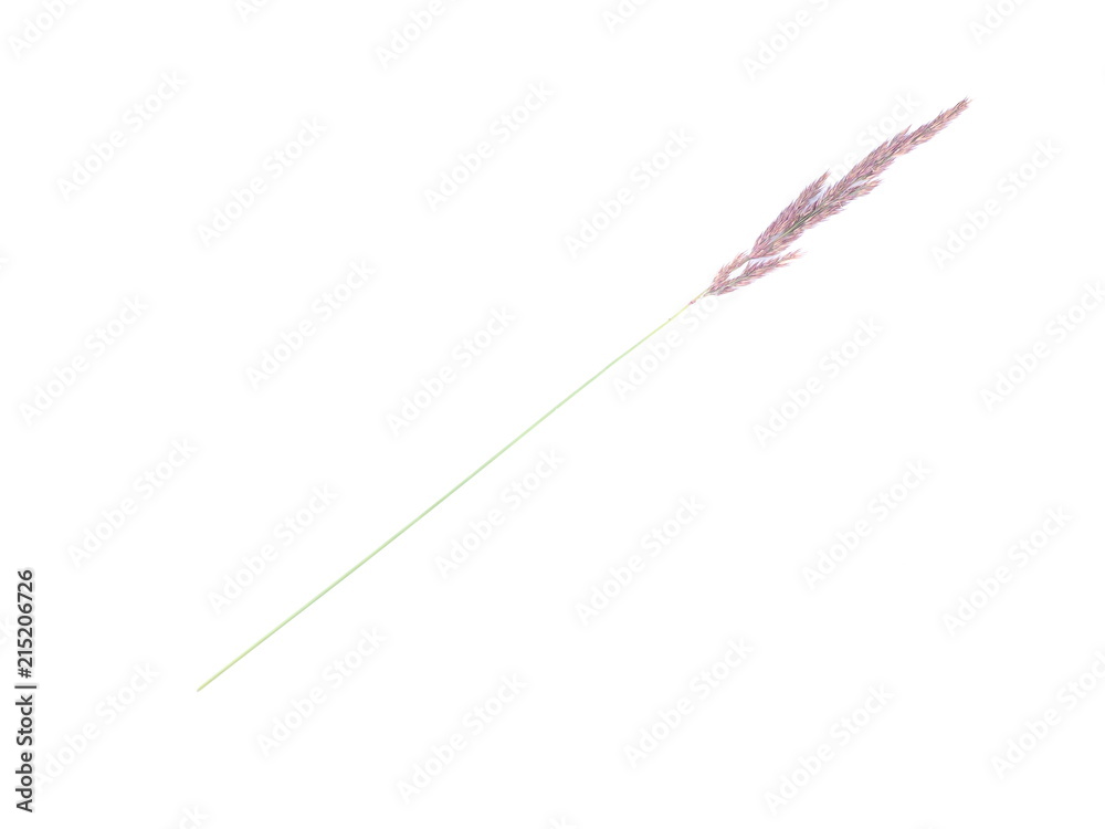 cereal plant on white background