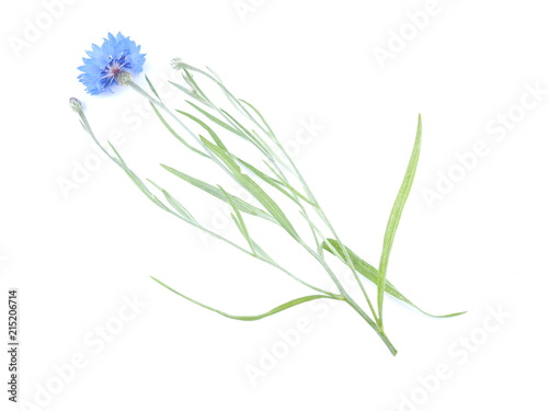 blue flower cornflower on white background