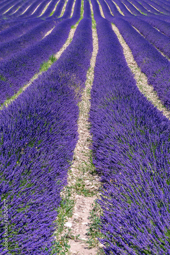 Fototapeta Naklejka Na Ścianę i Meble -  French landscape - Drome. The fields of lavender in the Provence (France).