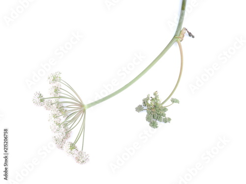 wild carrot flowers on white background