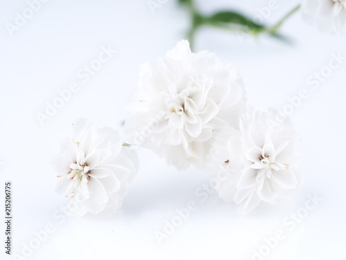 Achillea ptarmica flower on a white background