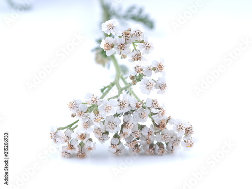white yarrow flower on a light background