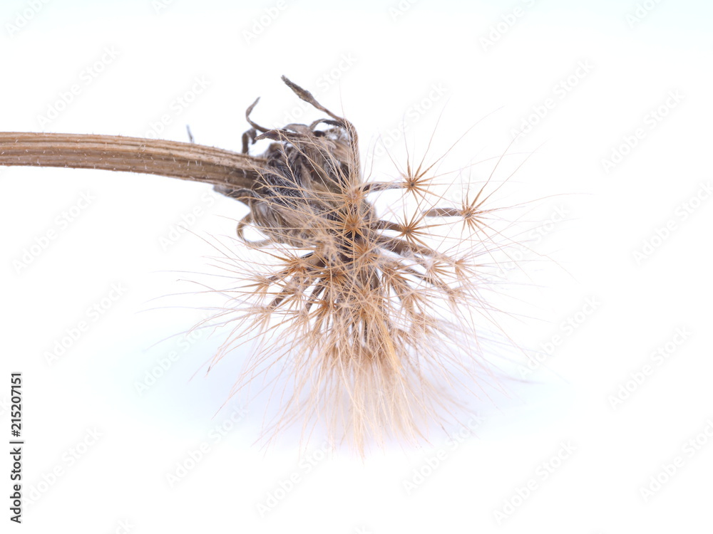 dry dandelion on a white background
