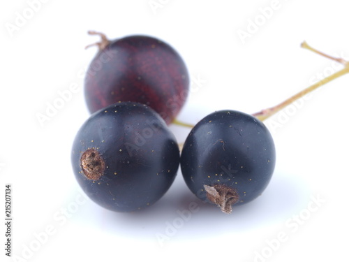 black currant on white background