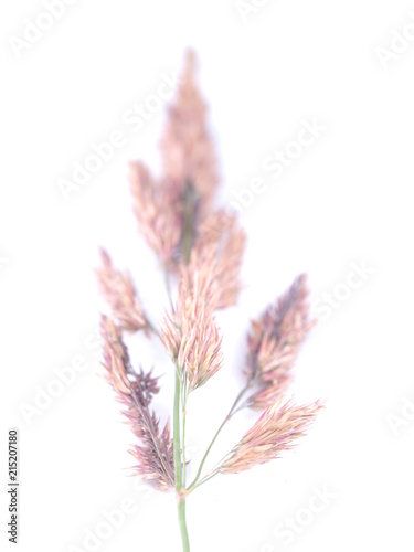 cereal plant on white background