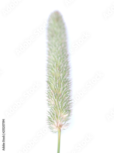 cereal plant on white background