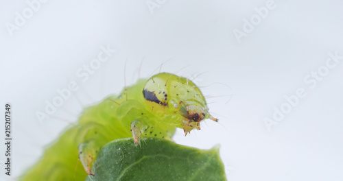 green caterpillar on a light background