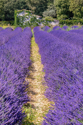 Fototapeta Naklejka Na Ścianę i Meble -  French landscape - Drome. The fields of lavender in the Provence (France).