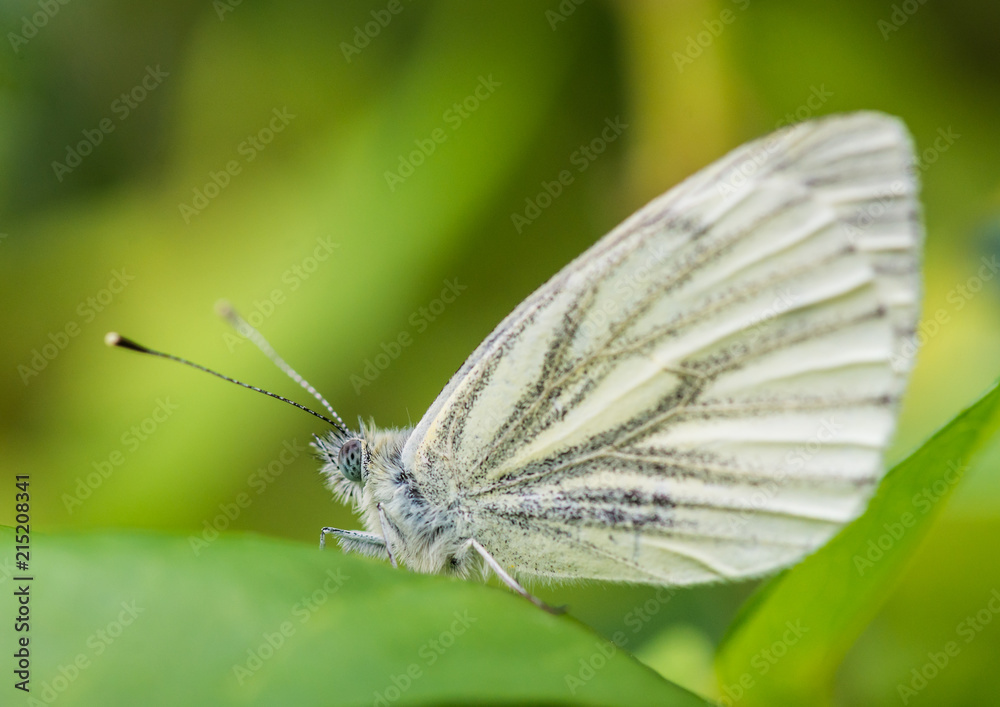 Green-veined White Green-veined White