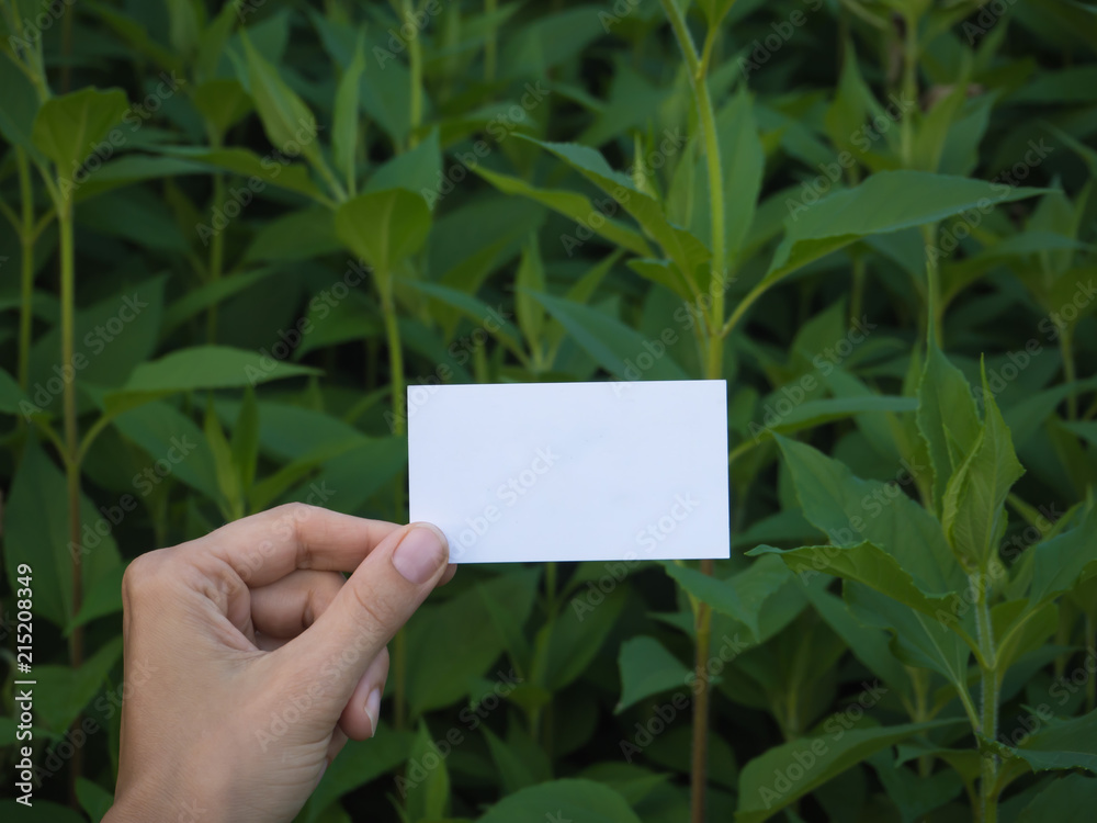 Business card on the background of green plants. Business card on the background of green plants.