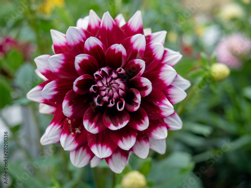 Fototapeta Naklejka Na Ścianę i Meble -  Red dahlia flower.